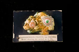 Anthozoa Gallery: Caryophyllia clavus, sea anemone