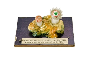 Images Dated 11th March 2008: Caryophyllia clavus, sea anemone
