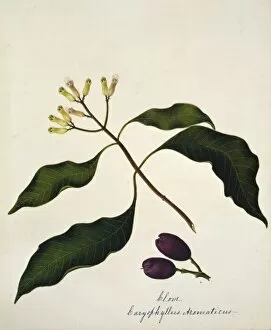 Margaret Bushby La Cockburn Collection: Caryophyllus aromaticus, clove