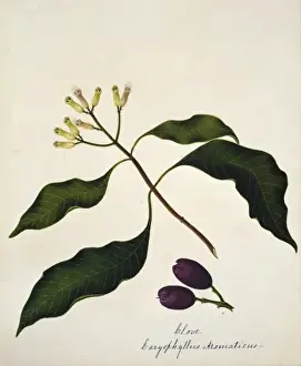 Malvidae Prints: Caryophyllus aromaticus, clove