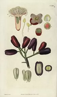 Embryo Gallery: Caryophyllus aromaticus, clove spice flower