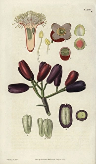 Embryo Gallery: Caryophyllus aromaticus, clove spice flower