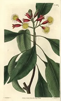 Spice Prints: Caryophyllus aromaticus, clove spice tree in