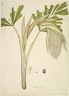 Caryota urens, fishtail palm