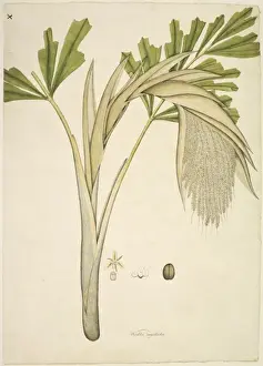 Commelinid Prints: Caryota urens, fishtail palm