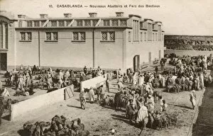 Live Stock Collection: Casablanca, Morocco - New Abattoir