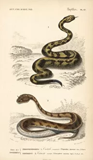 Poison Collection: Cascabel rattlesnake and desert horned viper