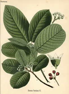 Buckthorn Prints: Cascara buckthorn or bearberry, Frangula purshiana