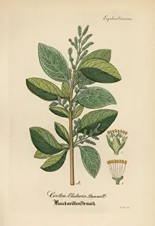 Cascarilla, Croton eluteria