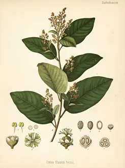 Cascarilla, Croton eluteria