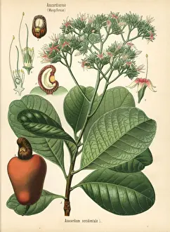 Adolph Prints: Cashew nut tree, Anacardium occidentale