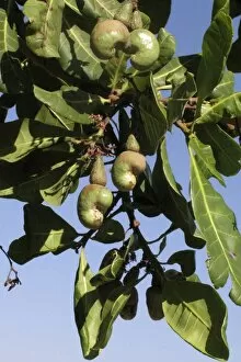 Nuts Gallery: Cashew - nuts on tree