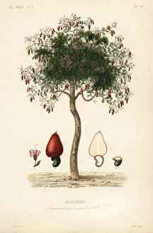 Medicale Collection: Cashew tree or cashew nut tree, Anacardium occidentale