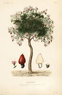Regne Prints: Cashew tree or cashew nut tree, Anacardium occidentale