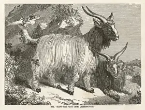 Fiber Prints: Cashmere Goat