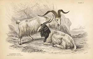 Capra Gallery: Cashmere goat, Capra hircus lanigera