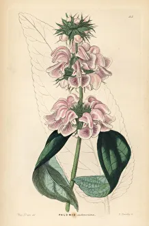 Barclay Gallery: Cashmere phlomis, Phlomis cashmeriana