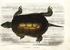Amphibia Collection: Caspian turtle or striped-neck terrapin, Mauremys caspica