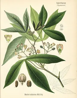 Adolph Prints: Cassava, manioc or tapioca, Manihot esculenta