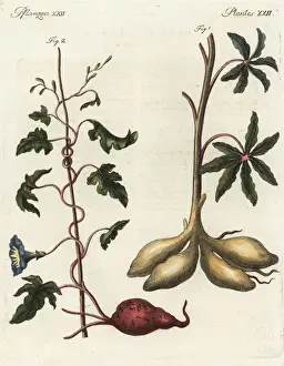 Cassava Prints: Cassava and sweet potato