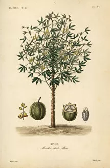 Arrowroot Collection: Cassava, yuca or manioc plant, Manihot esculenta