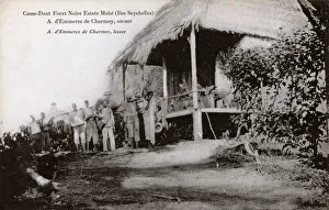Mangrove Collection: Casse-Dent Foret Noire Estate, Mahe, Seychelles