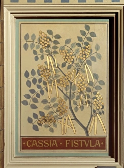 Cassia fistula, canafitula Cassia fistula, canafitula