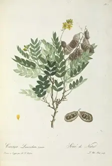 North Africa Prints: Cassia Lanceolatat