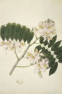 Legume Prints: Cassia nodosa, pink cassia