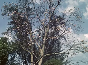 Cassia tree - Rangoon