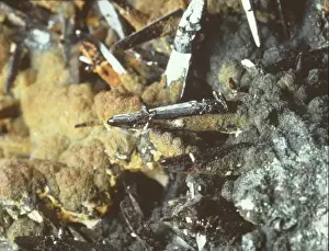 Cassiterite