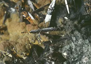 Oxide Prints: Cassiterite, sparable tin