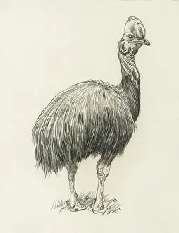 Cassowary Prints: Cassowary