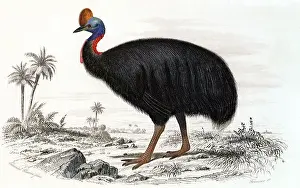 Pictures Now Prints: Cassowary (Casarius galeatus) Date: 1845