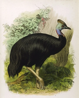 Cassowary (Galeatus)