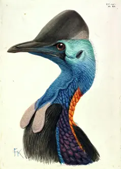Casuarius Prints: Cassowary Head