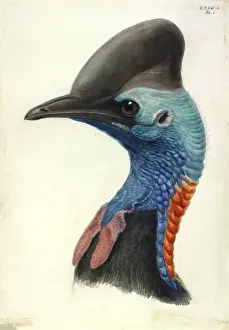 Cassowary Head