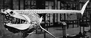 Cast of a basking shark(Selache Maxima) Cast of a basking shark(Selache Maxima)