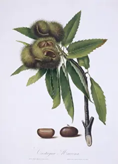 Castanea sativa, sweet chestnut tree