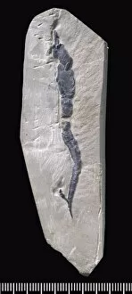 North America Gallery: Castericystis vali, a fossil Carpoid