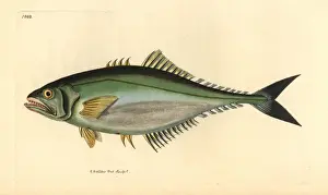 Leatherjacket Prints: Castin leatherjacket, Oligoplites saliens
