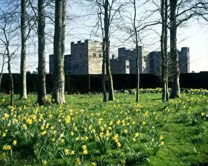 Daffodils Gallery: Castle Drogo, near Drewsteignton, Devon