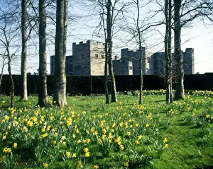 Daffodils Prints: Castle Drogo, near Drewsteignton, Devon