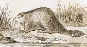 Mammalian Prints: Castor