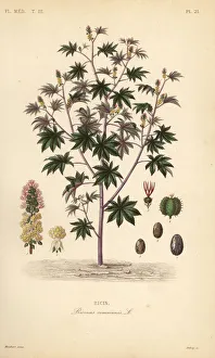 Herincq Gallery: Castor bean or castor oil plant, Ricinus communis