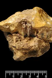 Hoax Prints: Castor fiber, Eurasian beaver