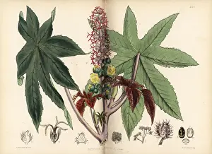 Communis Prints: Castor oil or palma-christi, Ricinus communis