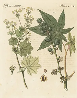 Gotz Prints: Castor oil plant and lady's mantle