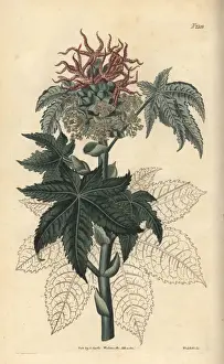 Communis Prints: Castor oil plant, Ricinus communis