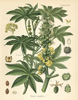Castor oil plant, Ricinus communis